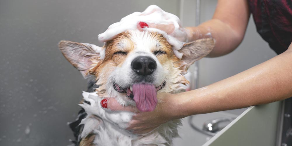 What are the Benefits of Proper Canine Grooming