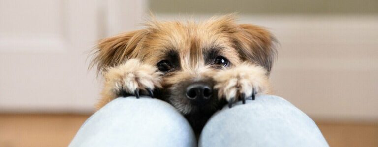 What are the Top 5 Smallest Dog Breeds