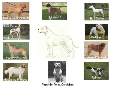 What Breeds Make a Dogo