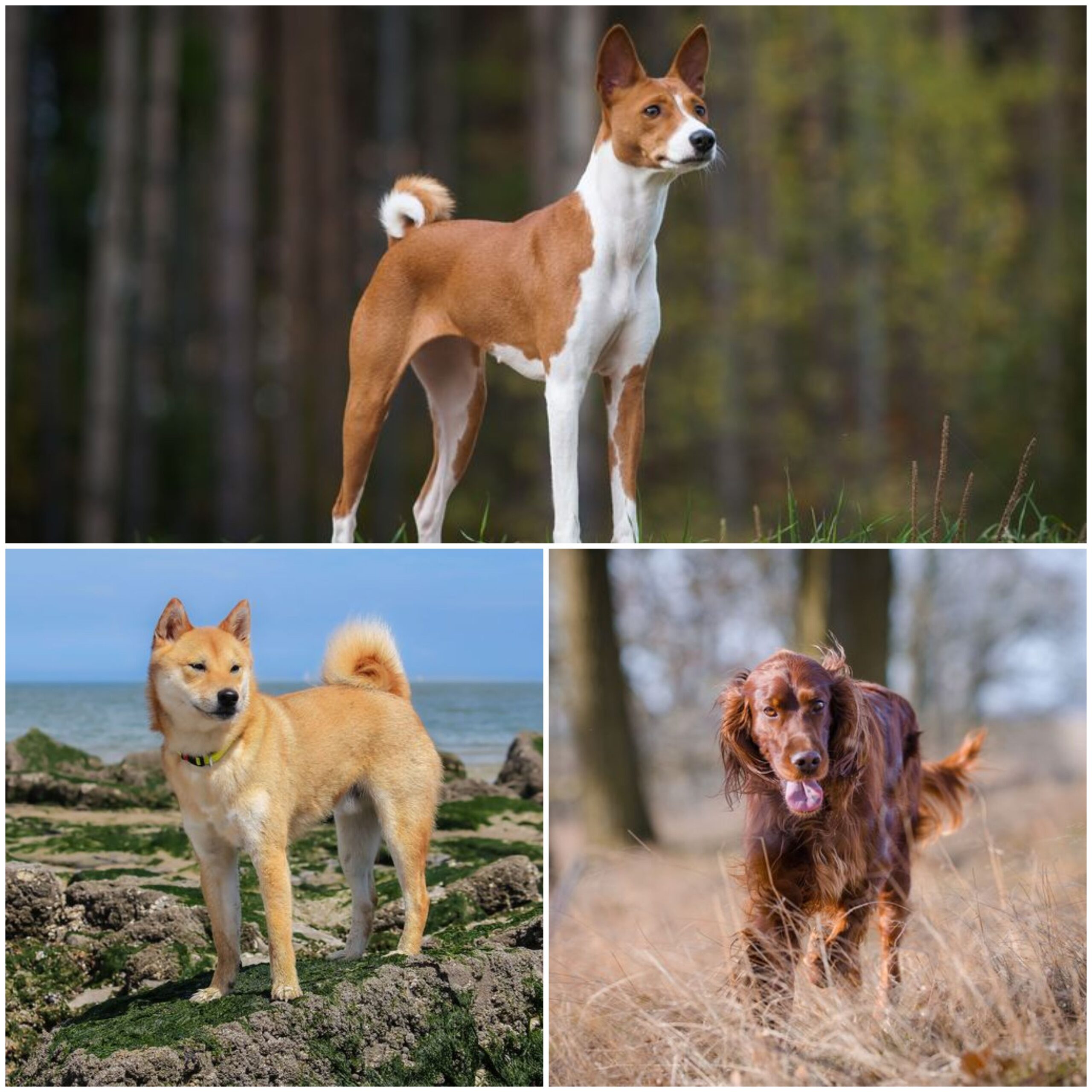 What Dog Breed is Quiet