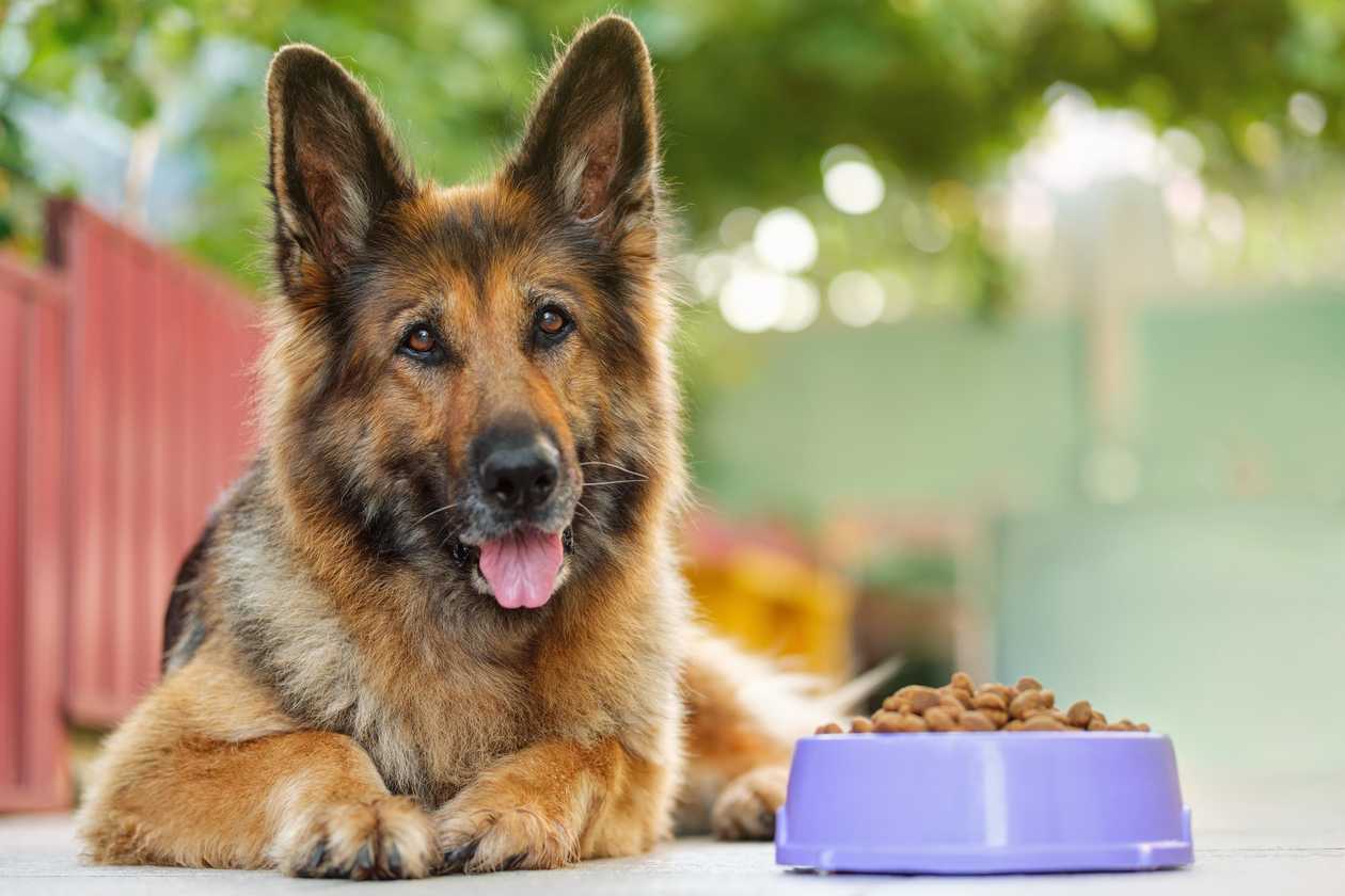 What is Best Dog Food for Small Breeds