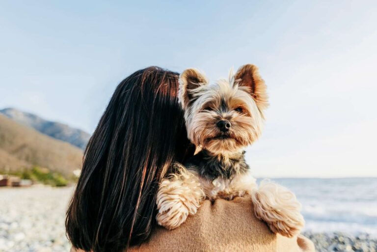 What is Small Dog Breeds