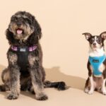 What’s the Best Dog Harness: Top Picks & Tips