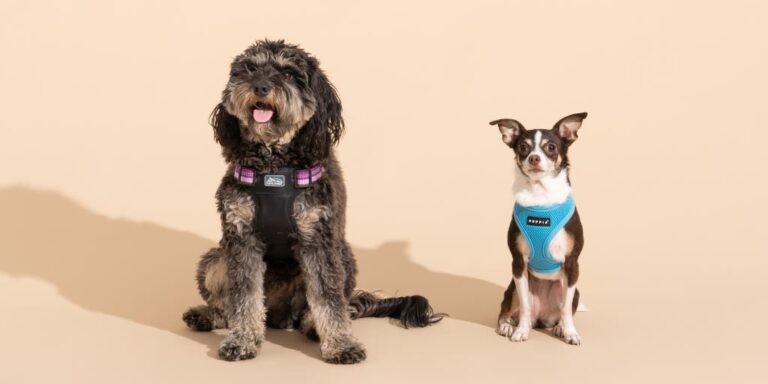 What is the Best Kind of Harness for a Dog