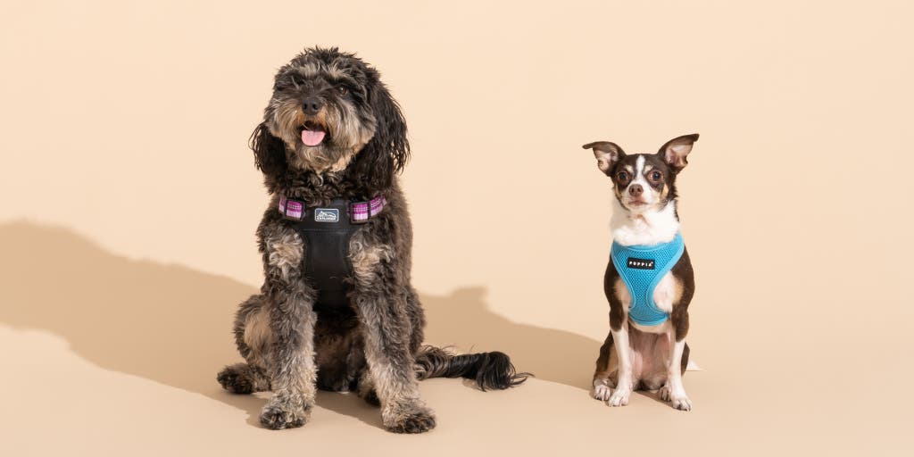 What is the Best Kind of Harness for a Dog