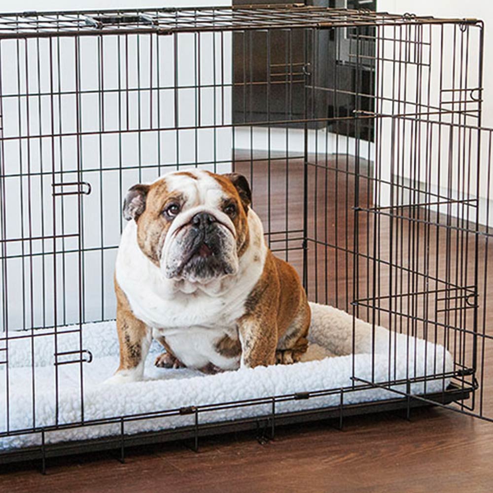 What is the Best Thing to Put down in a Dog Kennel