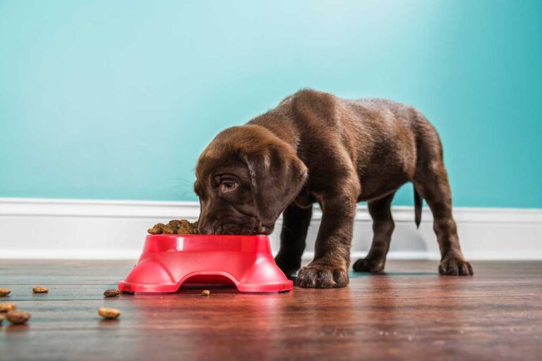 What is the Healthiest Small Dog Breeds