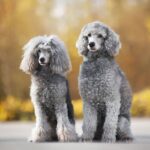 What Large Dogs Don’t Shed: Top Breeds