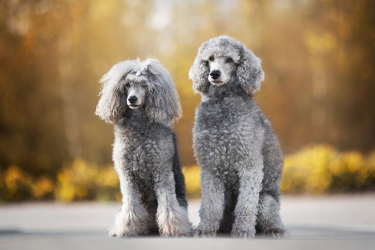 What Large Dog Breeds Don'T Shed