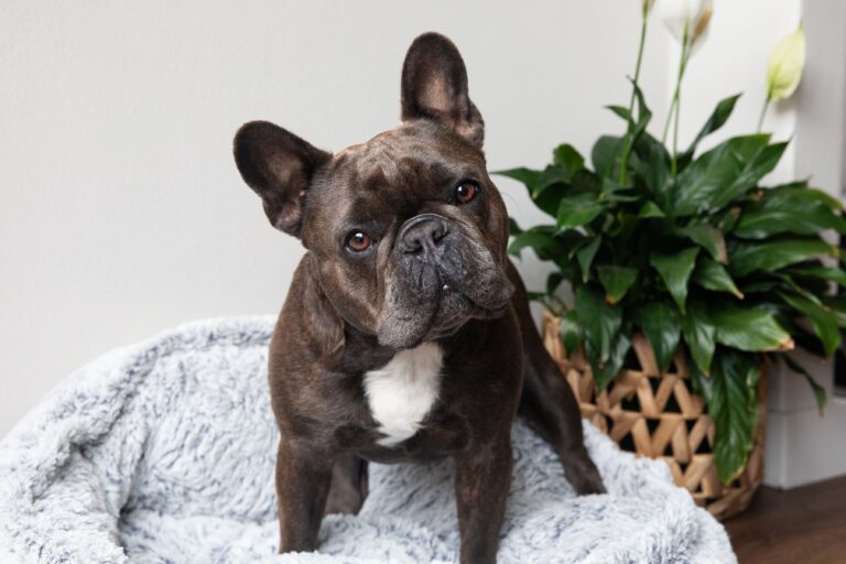 What Large Dog Breeds Have the Cutest Puppies