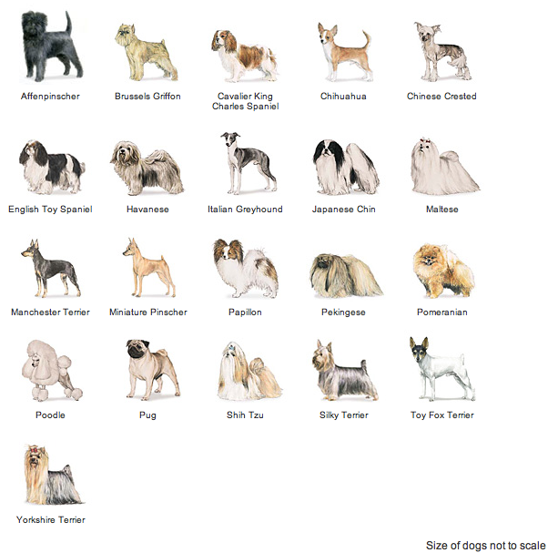 What Size Dog is Considered a Toy Breed