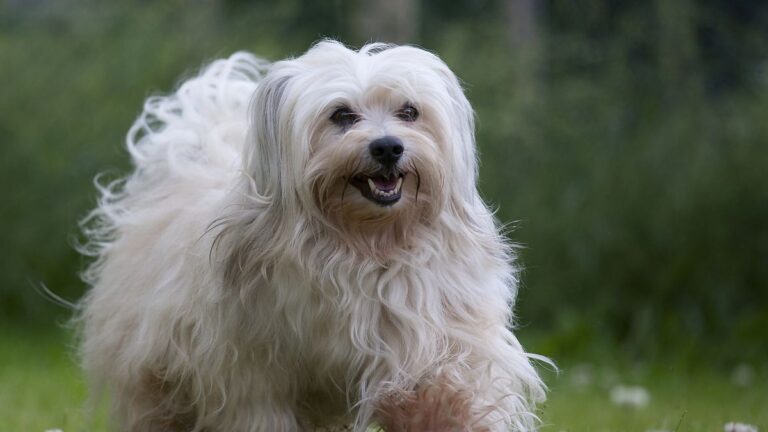 What Small Dog Breed Doesn'T Bark