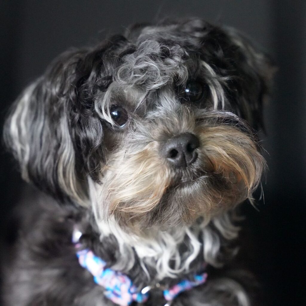 What Small Dog Breeds Are Easy To Train Top 10 Picks