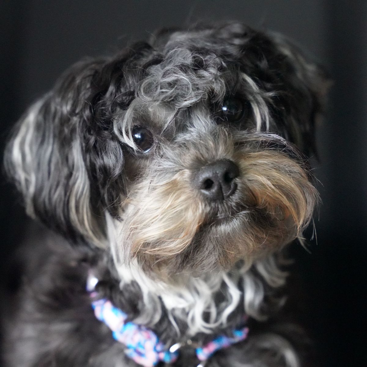 What Small Dog Breeds are Easy to Train