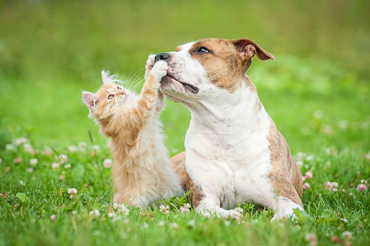 What Small Dog Breeds are Good With Cats