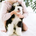 Discover the Best Hypoallergenic Small Dog Breeds: What You Need to Know