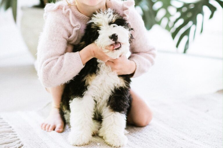 What Small Dog Breeds are Hypoallergenic