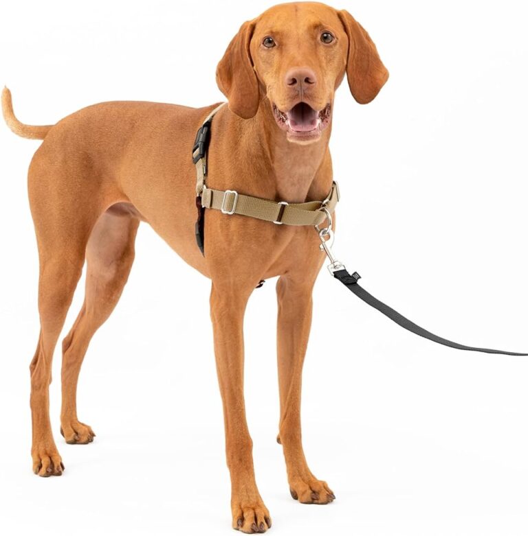 What to Do If Dog Escapes Leash