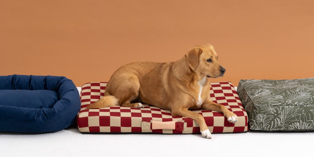 Where Can I Buy Dog Beds near Me