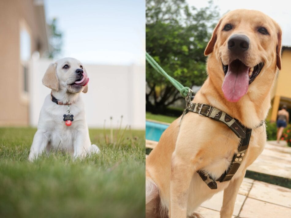 Collar Vs Harness Which Is Better For Your Puppy?
