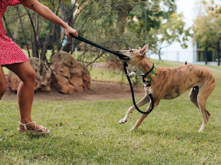 Why Do Dogs Bite Their Leashes