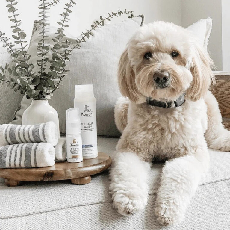 Why is It Important to Clean Dog Grooming Equipment